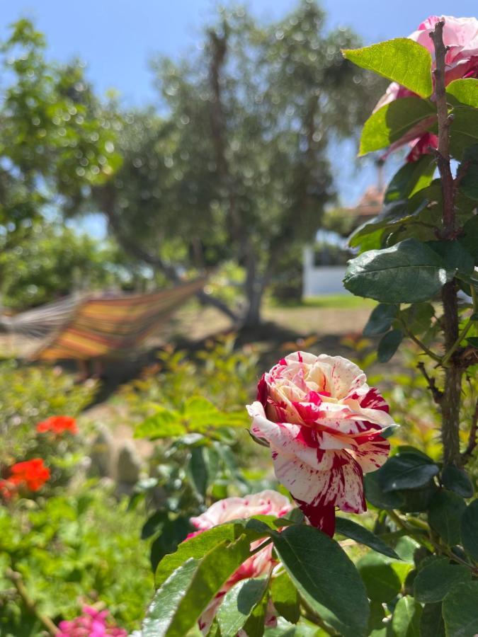 فيلا Antigone'S Garden Halikounas المظهر الخارجي الصورة