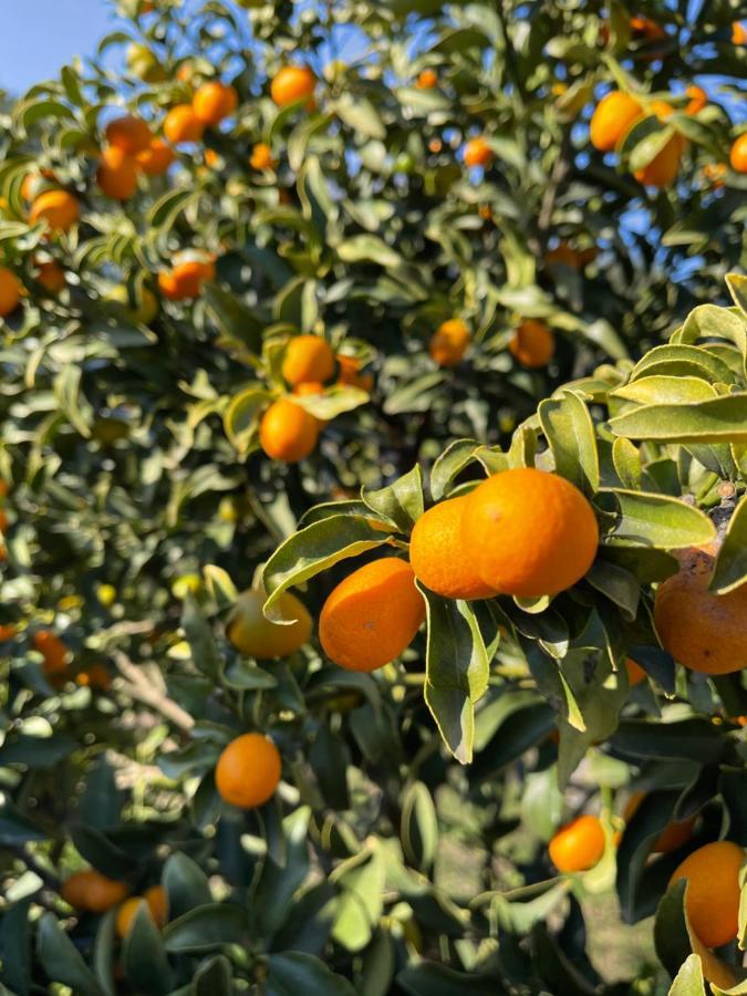 فيلا Antigone'S Garden Halikounas المظهر الخارجي الصورة